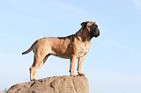 BULLMASTIFF 123